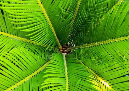 Cum să aibă grijă de copac acasă palmier