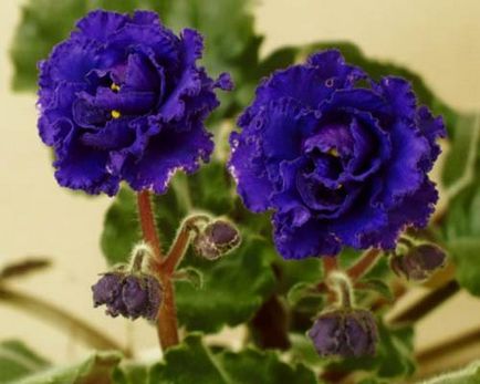Cum să aibă grijă de violete să înflorească și au mulțumit stăpânului său