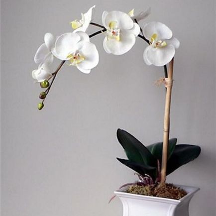 Cum să aibă grijă de orhidee