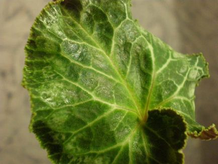 Cum să aibă grijă de Cyclamen în casă, cu sfaturi foto (condiții) Cum să aibă grijă de Cyclamen acasă cu sfaturi foto
