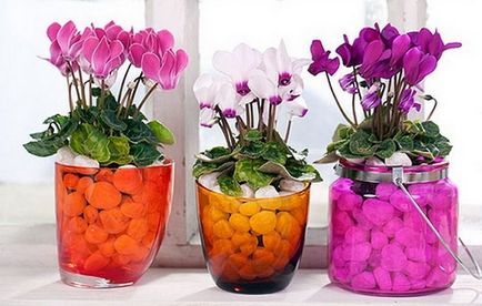 Cum să aibă grijă de Cyclamen în casă, cu sfaturi foto (condiții) Cum să aibă grijă de Cyclamen acasă cu sfaturi foto