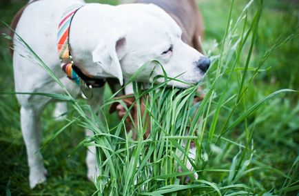 Ce fel de iarbă poate fi dat la câini, despre câini