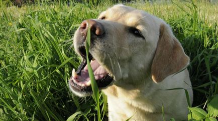 Ce fel de iarbă poate fi dat la câini, despre câini