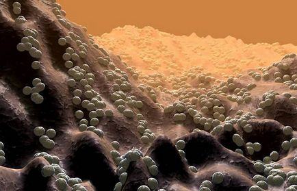 Cum sunt microbi și bacterii - fotografie gratuit farmaceutice Căutare