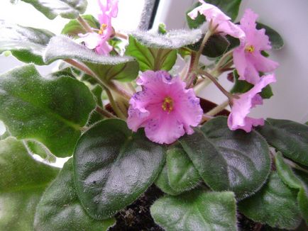 Cum să crească violete specii de camere, normele de îngrijire și de reproducere, plantarea la domiciliu