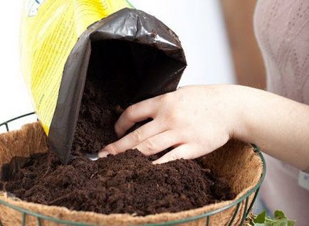 Cum să crească din semințe de Ageratum la domiciliu