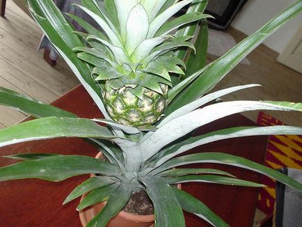 Cum să crească ananas la domiciliu - plantare, îngrijire