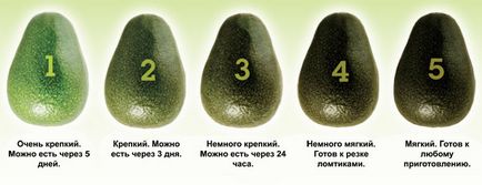 Cum să crească un avocado dintr-o piatră de la domiciliu