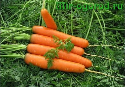 Cum să crească un morcov mare