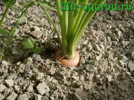 Cum să crească un morcov mare