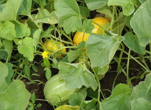 Cum să crească un pepene galben - secretele de a obține o recoltă bună