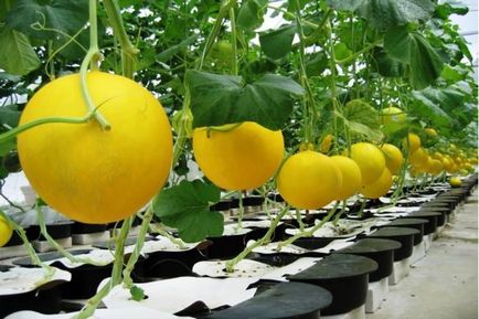 Cum să crească un pepene galben - secretele de a obține o recoltă bună