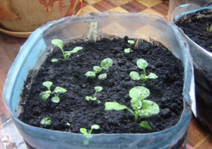 Cum să crească Clematis din semințe în grădina dumneavoastră