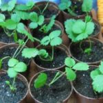 Cum să crească din semințe de lobulyariyu la domiciliu