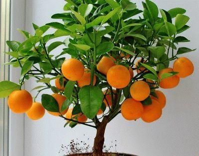 Cum să crească o mandarin a oaselor la domiciliu, îmi place grădina mea