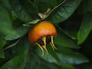 Cum să crească medlar de os în casă