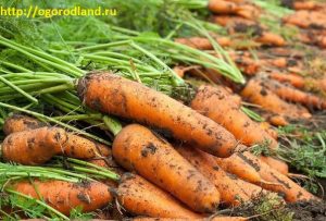 Cum să crească beneficiile morcovi