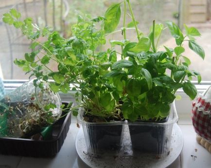 Cum să crească plante pe pervazul ferestrei, în timpul iernii, în patrunjel, ceapa