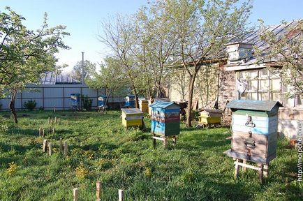 Așa cum am fost transportă albinele după cumpărare, blog-ul Sergei Samoilov