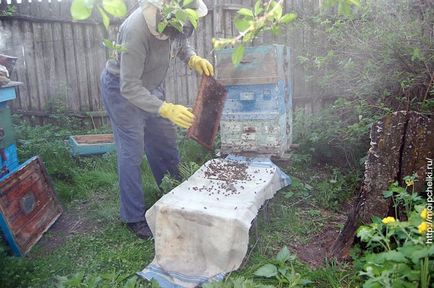 Așa cum am fost transportă albinele după cumpărare, blog-ul Sergei Samoilov
