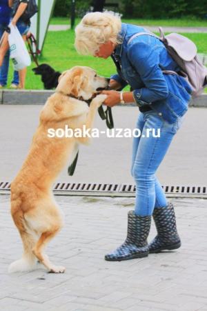 Am devenit un autor voluntar Nina Korotkaya, un adăpost pentru animale fără adăpost YUZAO