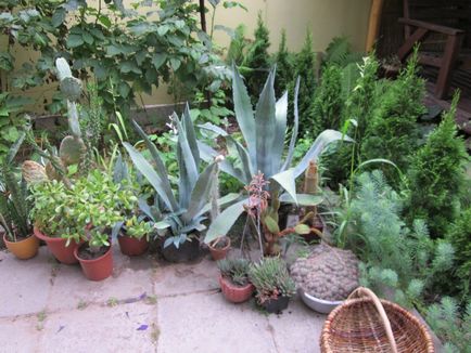 Cum să obțineți un cactus să înflorească la domiciliu, ce să faci dacă nu înfloresc