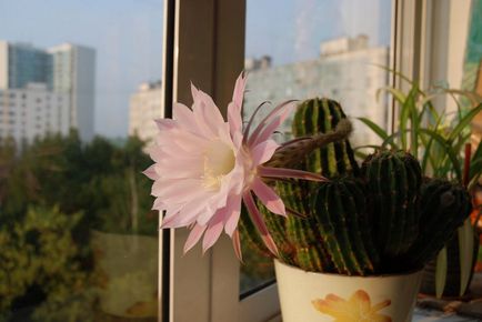 Cum să obțineți un cactus să înflorească la domiciliu, ce să faci dacă nu înfloresc
