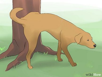 Cum să obțineți câinele să bea apă