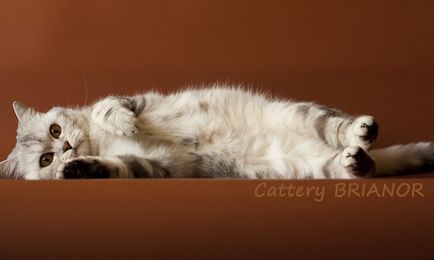 pisici Sarcina Calendar, sarcina si nastere - pepinieră de pisici britanice brianor