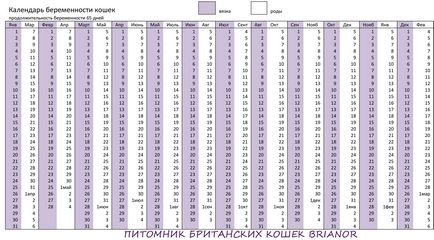 pisici Sarcina Calendar, sarcina si nastere - pepinieră de pisici britanice brianor