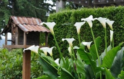 plantare Calla în teren deschis, tehnologie, fotografie, selectați