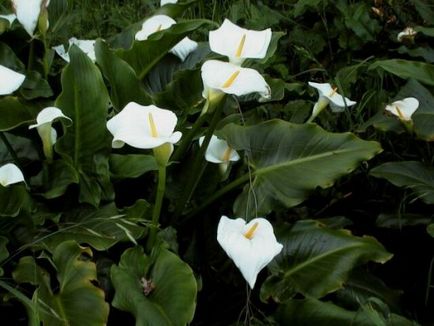 plantare Calla în teren deschis, tehnologie, fotografie, selectați