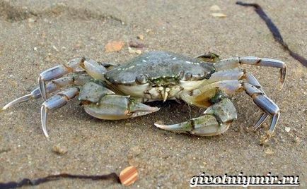 Regele crab