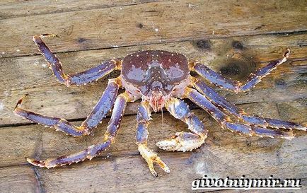 Regele crab