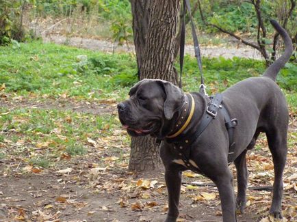 Cane corso câine fotografie, pret, descriere rasa, caracter, video - watchdog meu