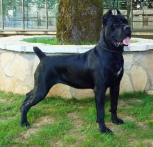 Cane corso caracterizare rasa, descriere, îngrijire și întreținere, hrănire, cățeluși, standarde,