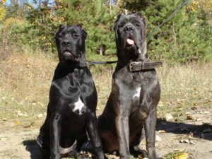 Cane corso caracterizare rasa, descriere, îngrijire și întreținere, hrănire, cățeluși, standarde,