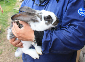 Rabbit castrare - metode de castrare în casă (video)