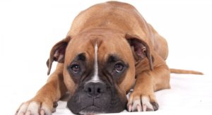câini Castrarea special de îngrijire procedura după o intervenție chirurgicală