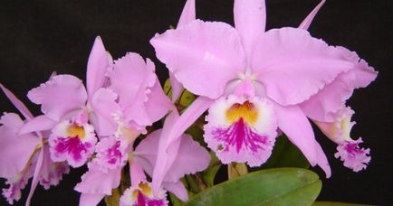 Cattleya - îngrijire la domiciliu, transplant, udare