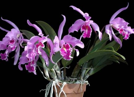 Cattleya - îngrijire la domiciliu, transplant, udare