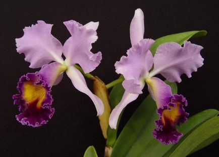 Cattleya - îngrijire la domiciliu, transplant, udare