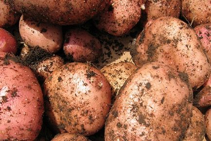 De ce vis de un cartof, interpretare de vis - cartofi într-un vis