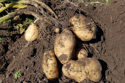 De ce vis de un cartof, interpretare de vis - cartofi într-un vis