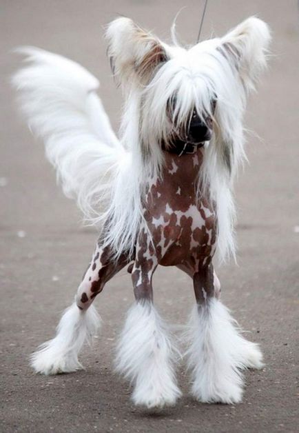 Chineză Crested - câine decorativ