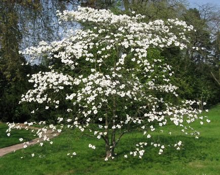 plantare Dogwood și de îngrijire la domiciliu, secretele fructoase