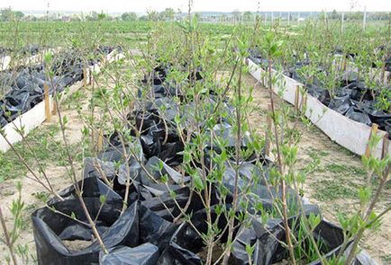 Dogwood - plantare și îngrijire în banda de mijloc