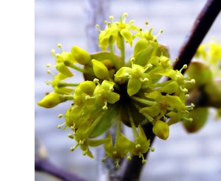 plantare Dogwood, cultivare, îngrijire, fotografie, alege o aterizare