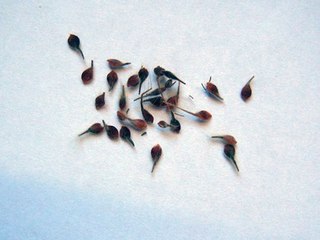 Clematis din semințe, de plantare și îngrijire