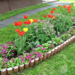 Flowerbeds în grădină (45 poze) caracteristici frumoase, garduri, idei, fotografii și videoclipuri